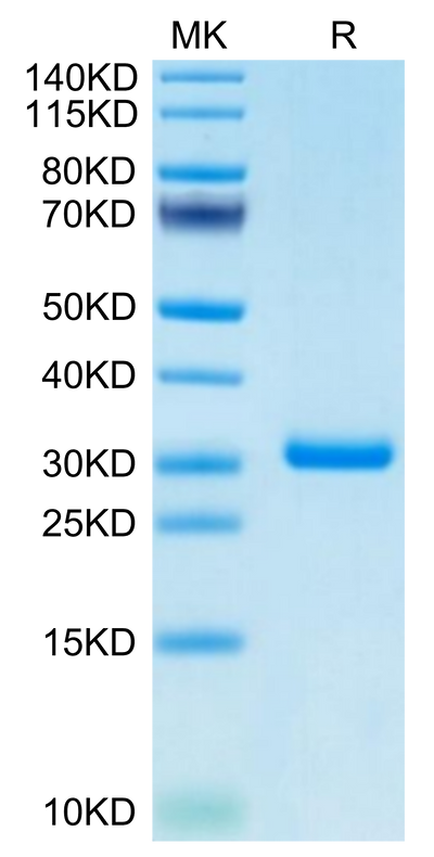 Cynomolgus BTN3A1 on Tris-Bis PAGE under reduced condition. The purity is greater than 95%.Recombinant Cynomolgus BTN3A1/CD277 Protein, Active