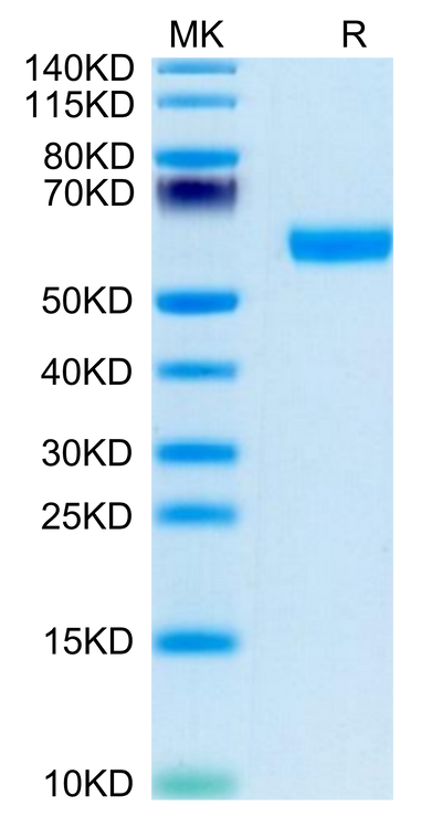 Human BDCA-2 on Tris-Bis PAGE under reduced condition. The purity is greater than 95%.Recombinant Human BDCA-2 Protein, Active