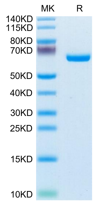 Human EphB3 on Tris-Bis PAGE under reduced condition. The purity is greater than 95%.Recombinant Human EphB3 Protein