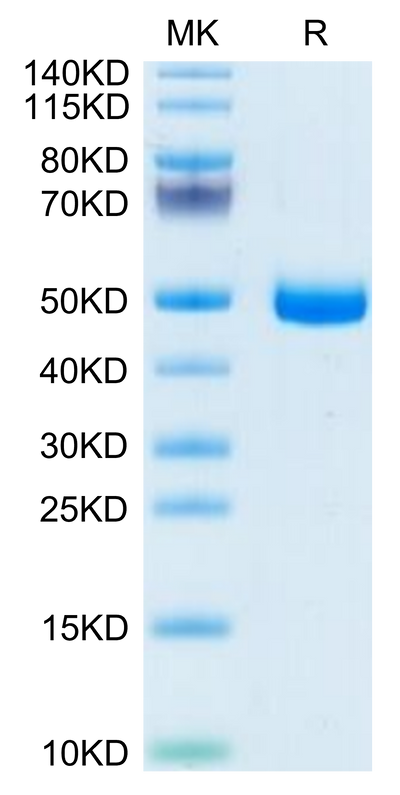 Mouse GFRA3 on Tris-Bis PAGE under reduced condition. The purity is greater than 95%.Recombinant Mouse GFRA3 Protein, Active