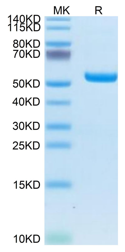 Biotinylated Human HLA-A*02:01&B2M&LMP2 (CLGGLLTMV) Monomer on Tris-Bis PAGE under reduced condition. The purity is greater than 95%.Biotinylated Human HLA-A*02:01&B2M&LMP2 (CLGGLLTMV) Monomer Protein, Active
