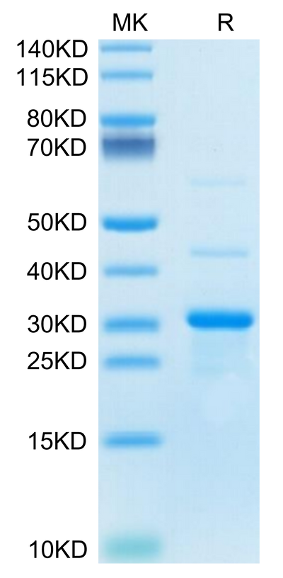 Mouse TRAIL on Tris-Bis PAGE under reduced condition. The purity is greater than 95%.Recombinant Mouse TRAIL/TNFRSF10 Protein, Active