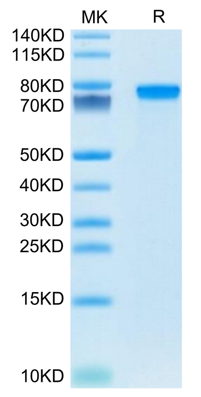 Mouse GEP on Tris-Bis PAGE under reduced condition. The purity is greater than 95%.Recombinant Mouse GEP Protein