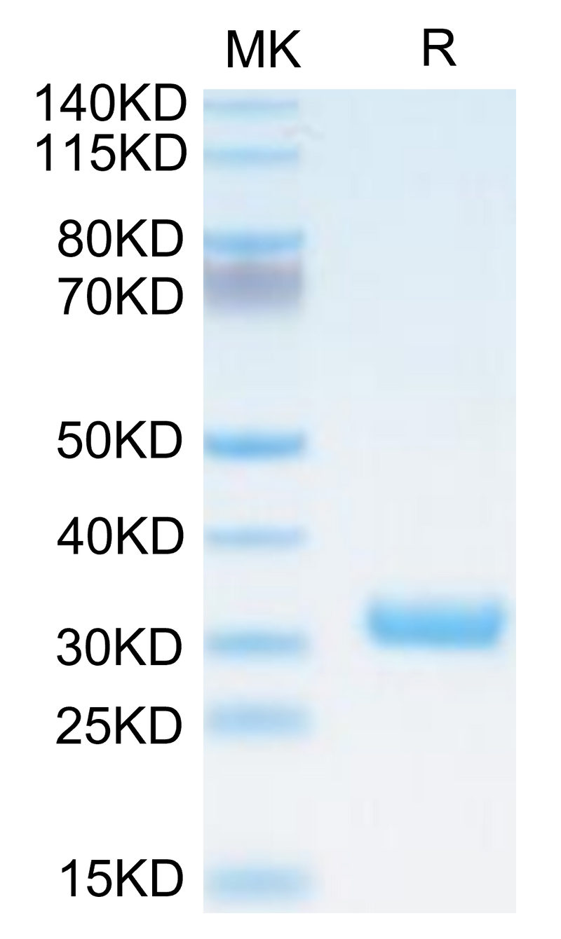 Biotinylated Cynomolgus BTN3A1 on Tris-Bis PAGE under reduced condition. The purity is greater than 95%.Biotinylated Cynomolgus BTN3A1/CD277 Protein, Active