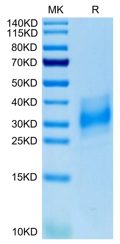 Human EMMPRIN on Tris-Bis PAGE under reduced condition. The purity is greater than 95%.Recombinant Human EMMPRIN/CD147 Protein, Active