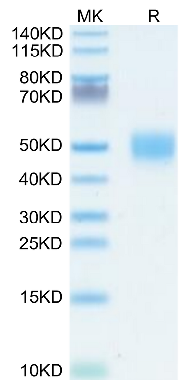 Human GPA34/VSIG1 on Tris-Bis PAGE under reduced condition. The purity is greater than 95%.Recombinant Human GPA34/VSIG1 Protein