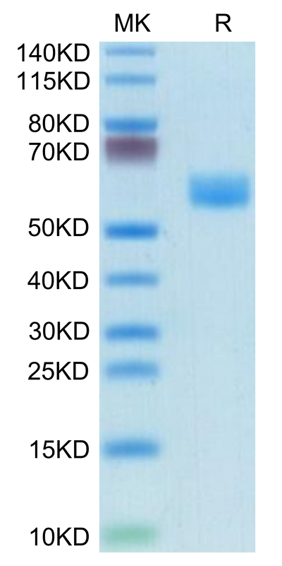 Mouse Fas on Tris-Bis PAGE under reduced condition. The purity is greater than 95%.Recombinant Mouse Fas/TNFRSF6/CD95 Protein, Active