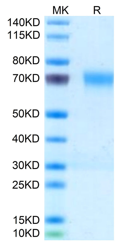 Mouse PILRA on Tris-Bis PAGE under reduced condition. The purity is greater than 95%.Recombinant Mouse PILRA Protein