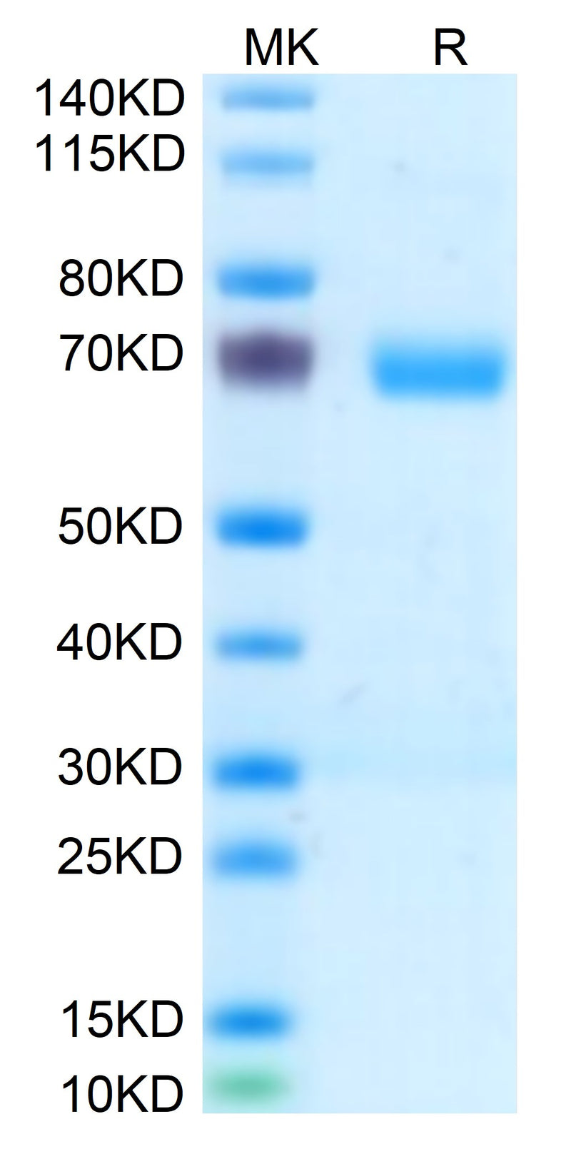 Human c-MPL on Tris-Bis PAGE under reduced condition. The purity is greater than 95%.