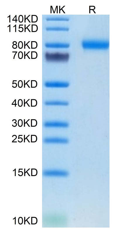 Mouse SEMA4B on Tris-Bis PAGE under reduced condition. The purity is greater than 95%.Recombinant Mouse SEMA4B Protein