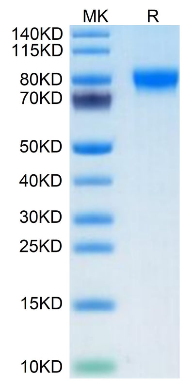 Biotinylated Human Siglec-4a on Tris-Bis PAGE under reduced condition. The purity is greater than 95%.Biotinylated Human Siglec-4a/MAG Protein, Active