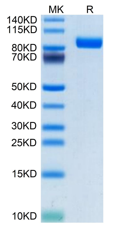 Human SEMA4B on Tris-Bis PAGE under reduced condition. The purity is greater than 95%.Recombinant Human SEMA4B Protein
