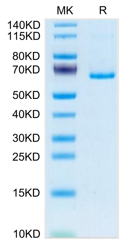 Mouse EphB3 on Tris-Bis PAGE under reduced condition. The purity is greater than 95%.Recombinant Mouse EphB3 Protein