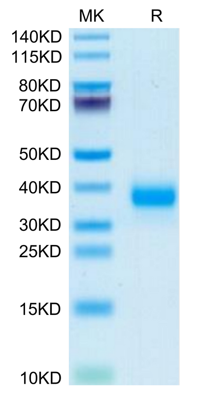 Mouse FOLR4/Juno on Tris-Bis PAGE under reduced condition. The purity is greater than 95%.Recombinant Mouse FOLR4/Juno Protein