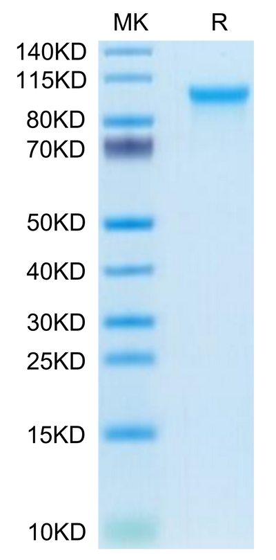 Human CD93 on Tris-Bis PAGE under reduced condition. The purity is greater than 95%.Recombinant Human CD93/C1q R1 Protein, Active