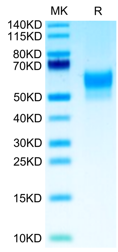 Biotinylated Human SIRP Beta 1 Isoform 3 on Tris-Bis PAGE under reduced condition. The purity is greater than 95%.Biotinylated Human SIRP Beta 1 Isoform 3 Protein