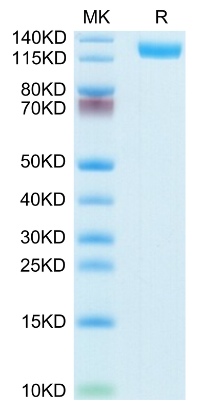 Mouse CD13/ANPEP on Tris-Bis PAGE under reduced condition. The purity is greater than 95%.Recombinant Mouse CD13/ANPEP Protein