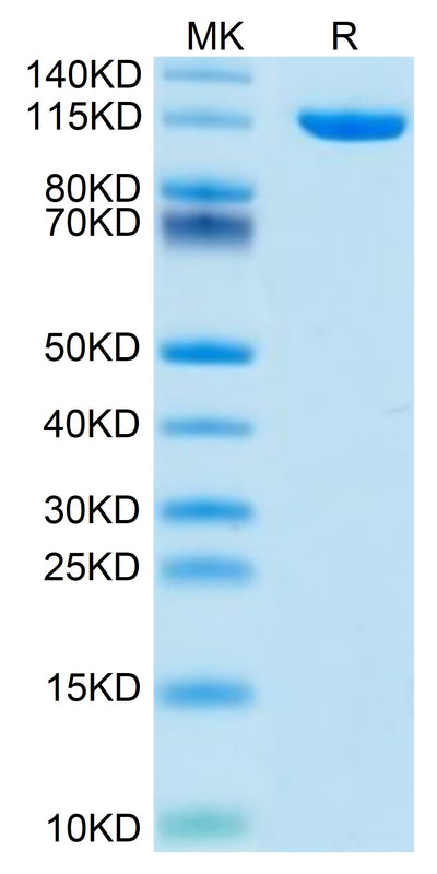 Mouse Neuropilin-2 on Tris-Bis PAGE under reduced condition. The purity is greater than 95%.Recombinant Mouse Neuropilin-2 Protein