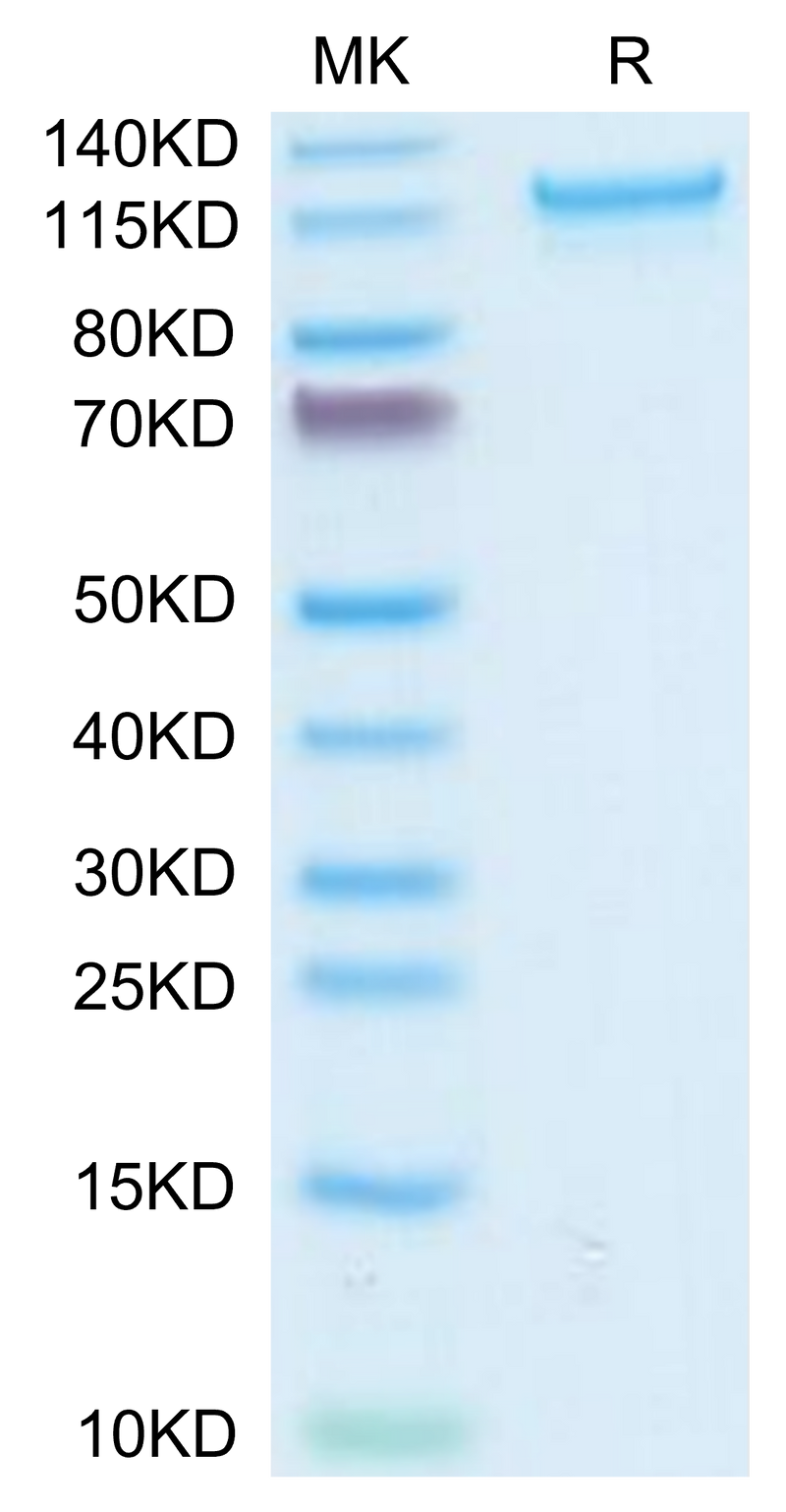 Human CD93 on Tris-Bis PAGE under reduced condition. The purity is greater than 95%.Recombinant Human CD93/C1q R1 Protein, Active