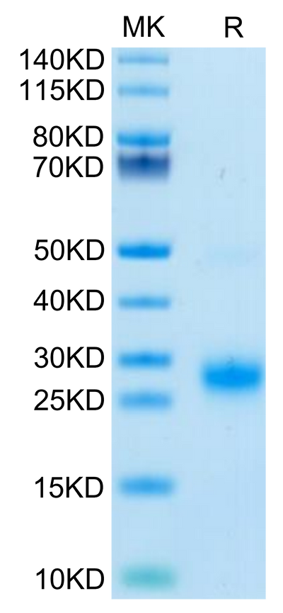 Biotinylated Human GITR on Tris-Bis PAGE under reduced condition. The purity is greater than 95%.Biotinylated Human GITR/TNFRSF18 Protein, Active