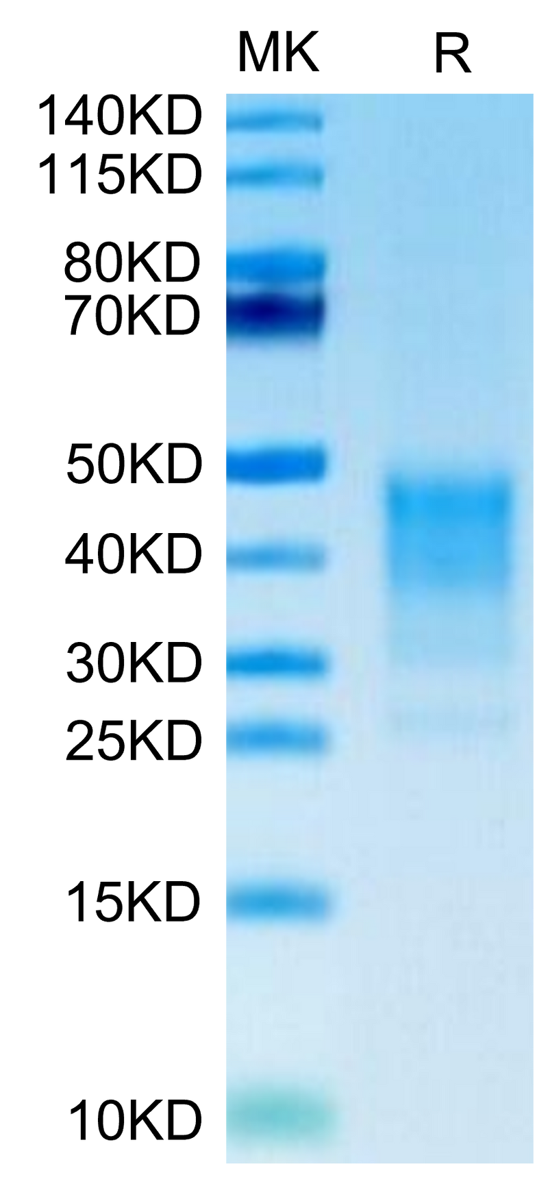 Human CD30 Ligand on Tris-Bis PAGE under reduced condition. The purity is greater than 95%.Recombinant Human CD30 Ligand/TNFSF8 Protein, Active