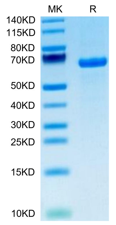 Human DLL1 on Tris-Bis PAGE under reduced condition. The purity is greater than 95%.Recombinant Human DLL1/Delta1 Protein