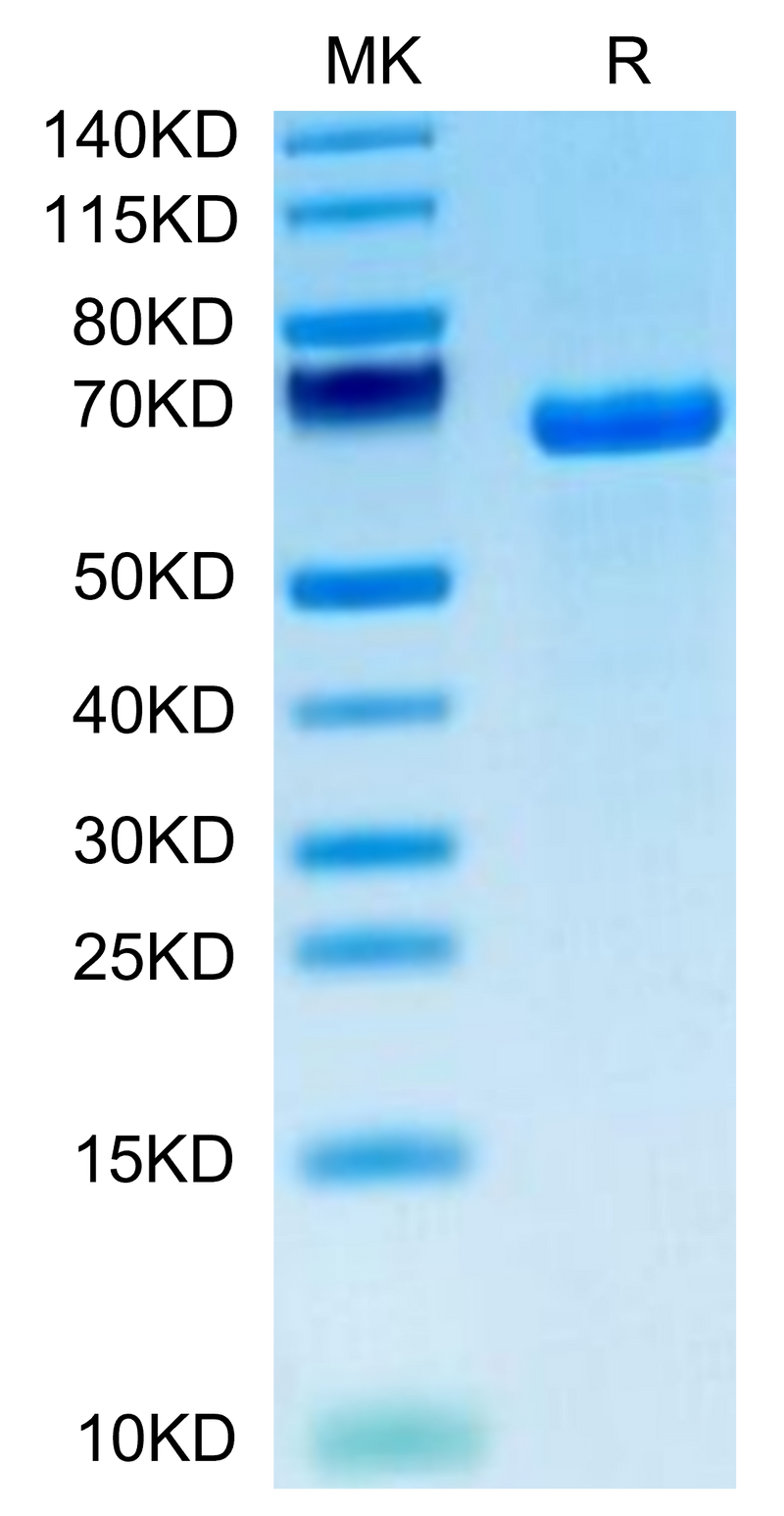 Human DLL1 on Tris-Bis PAGE under reduced condition. The purity is greater than 95%.Recombinant Human DLL1/Delta1 Protein