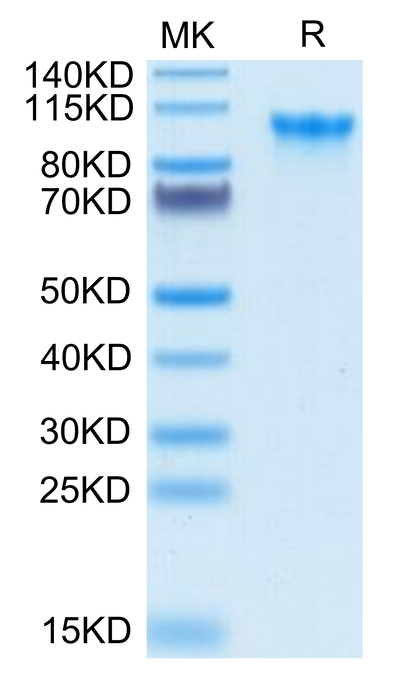 Biotinylated Human CD93 on Tris-Bis PAGE under reduced condition. The purity is greater than 95%.Biotinylated Human CD93/C1q R1 Protein, Active