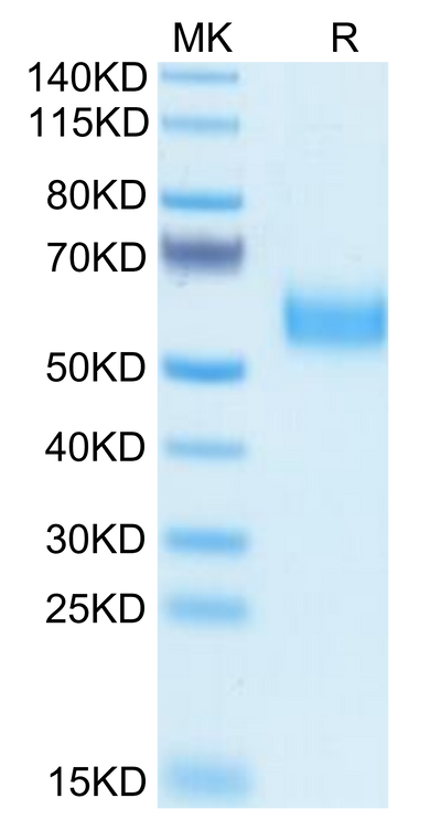 Biotinylated Human SIRP alpha V5 on Tris-Bis PAGE under reduced condition. The purity is greater than 95%.Biotinylated Human SIRP alpha V5 Protein, Active