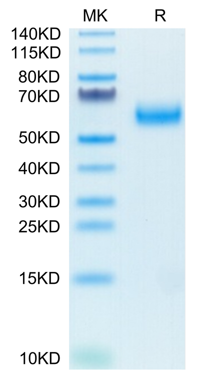Biotinylated Human SIRP alpha V6 on Tris-Bis PAGE under reduced condition. The purity is greater than 95%.Biotinylated Human SIRP alpha V6 Protein, Active