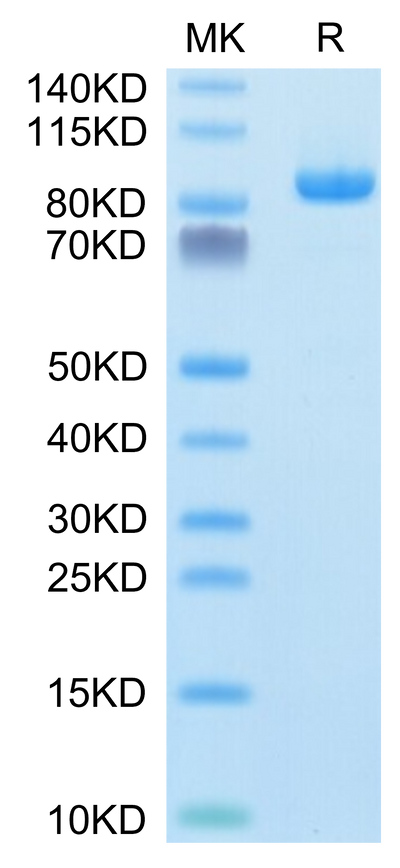 Rhesus macaque LILRB1 on Tris-Bis PAGE under reduced condition. The purity is greater than 95%.Recombinant Rhesus macaque LILRB1/CD85j/ILT2 Protein, Active