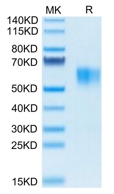 Biotinylated Human Fc gamma RI on Tris-Bis PAGE under reduced condition. The purity is greater than 95%.Biotinylated Human Fc gamma RI/CD64 Protein, Active