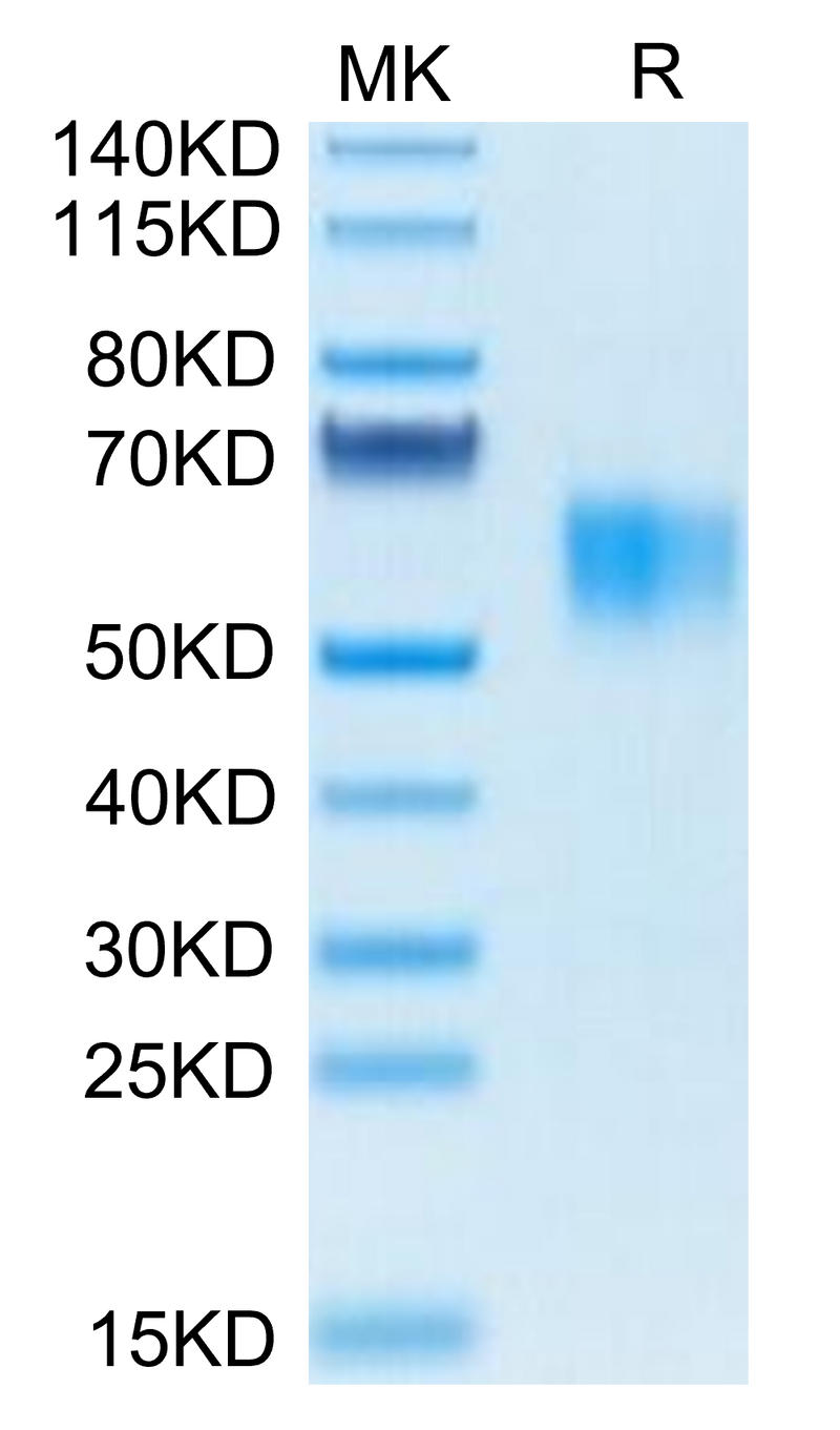Biotinylated Human Fc gamma RI on Tris-Bis PAGE under reduced condition. The purity is greater than 95%.Biotinylated Human Fc gamma RI/CD64 Protein, Active
