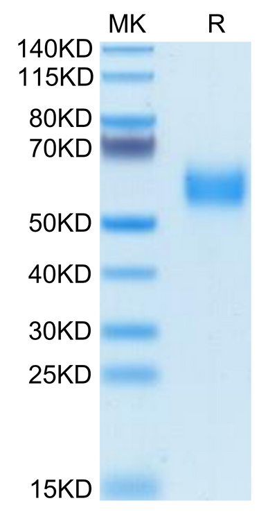 Biotinylated Human SIRP alpha V2/CD172a on Tris-Bis PAGE under reduced condition. The purity is greater than 95%.Biotinylated Human SIRP alpha V2/CD172a Protein, Active