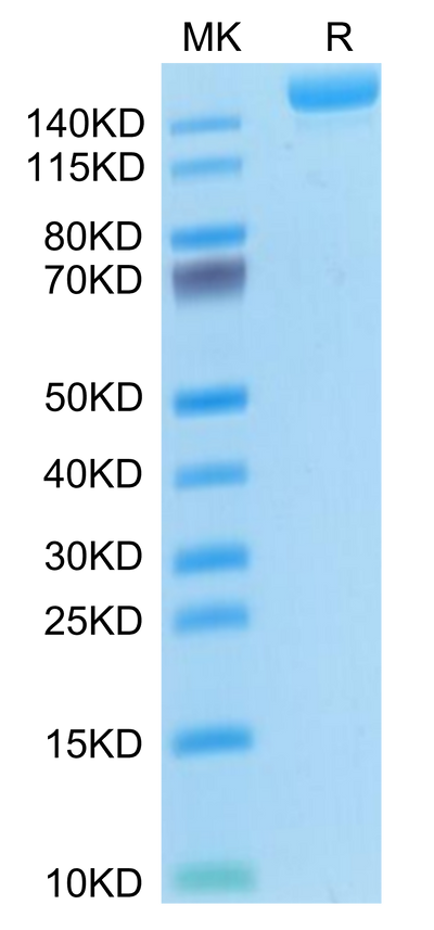 Mouse L1CAM on Tris-Bis PAGE under reduced condition. The purity is greater than 95%.Recombinant Mouse L1CAM Protein
