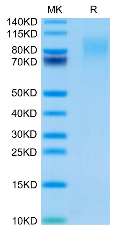 Mouse CEACAM-1/CD66a on Tris-Bis PAGE under reduced condition. The purity is greater than 95%.Recombinant Mouse CEACAM-1/CD66a Protein