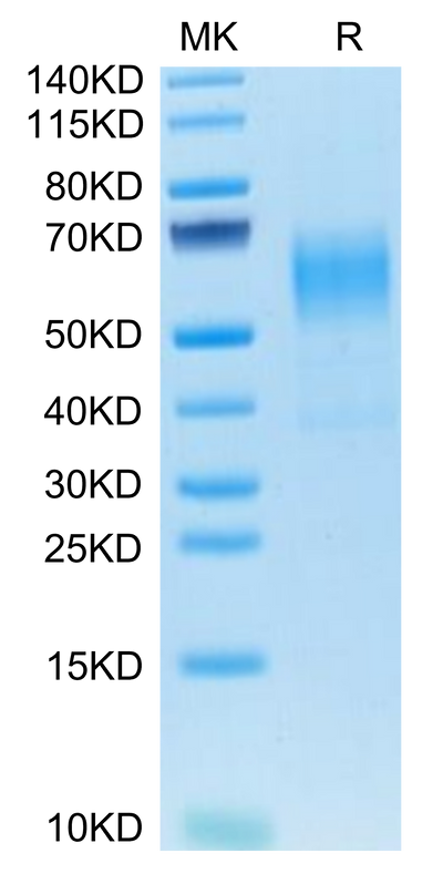Mouse CD19 on Tris-Bis PAGE under reduced condition. The purity is greater than 90%.Recombinant Mouse CD19 Protein