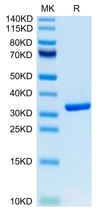 Biotinylated Human HMGB1 on Tris-Bis PAGE under reduced condition. The purity is greater than 95%.Biotinylated Human HMGB1 Protein (Primary Amine Labeling)