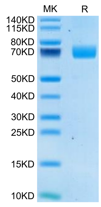 Human 2B4 on Tris-Bis PAGE under reduced condition. The purity is greater than 95%.Recombinant Human 2B4/CD244/SLAMF4 Protein, Active