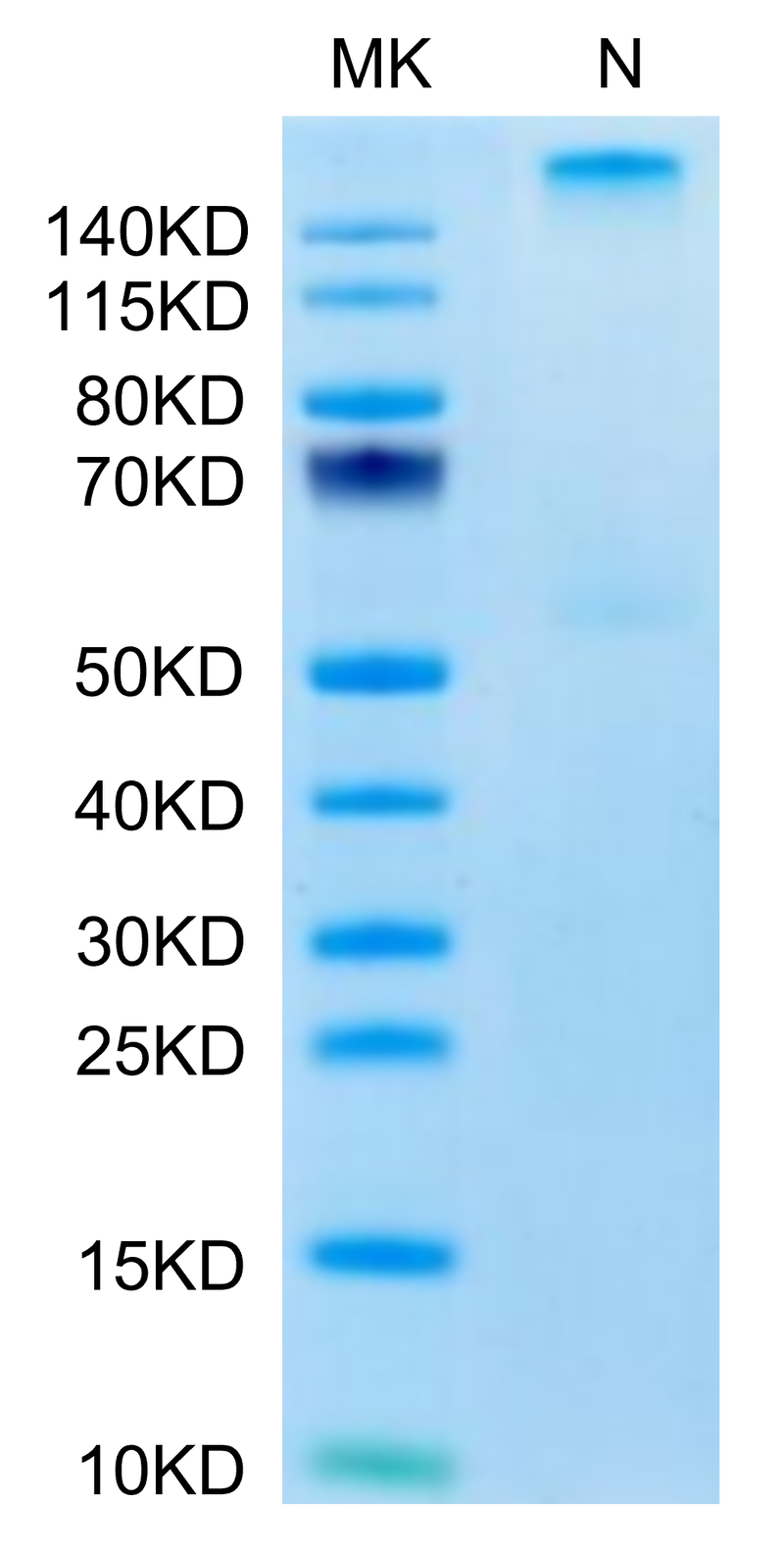 Human HLA-A*03:01&B2M&KRAS G12V (VVVGAVGVGK) Tetramer on Tris-Bis PAGE under Non reducing (N) condition. The purity is greater than 95%.Recombinant Human HLA-A*03:01&B2M&KRAS G12V (VVVGAVGVGK) Tetramer Protein, Active