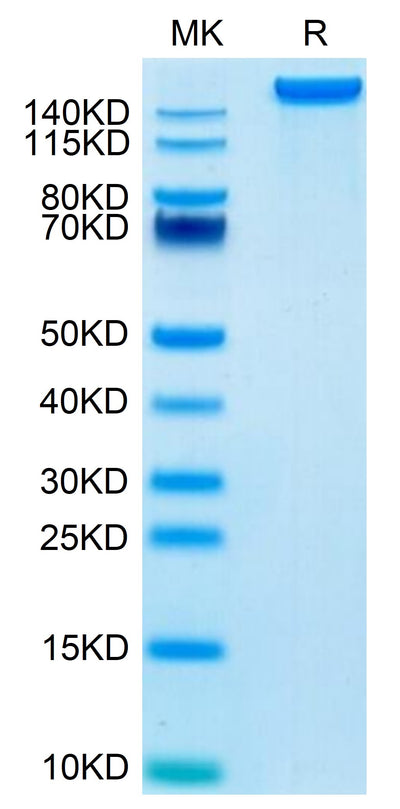 Mouse LY75/CD205 on Tris-Bis PAGE under reduced condition. The purity is greater than 95%.Recombinant Mouse LY75/CD205 Protein