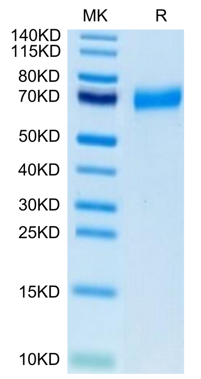 Biotinylated Human CLEC12A on Tris-Bis PAGE under reduced condition. The purity is greater than 95%.Biotinylated Human CLEC12A/MICL/CLL-1 Protein, Active