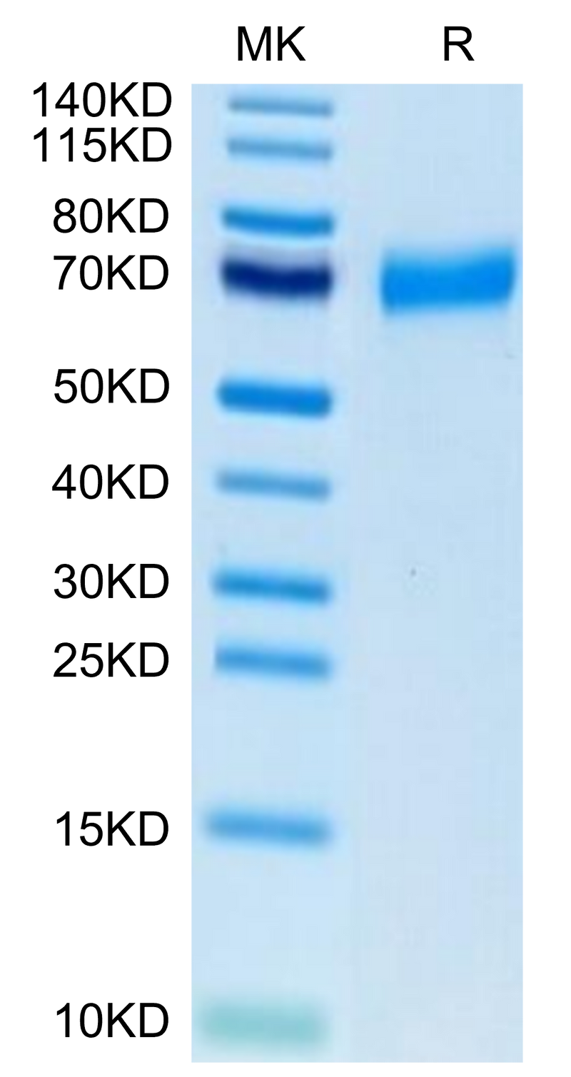 Biotinylated Human CLEC12A on Tris-Bis PAGE under reduced condition. The purity is greater than 95%.Biotinylated Human CLEC12A/MICL/CLL-1 Protein, Active