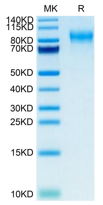 Mouse PODXL2 on Tris-Bis PAGE under reduced condition. The purity is greater than 95%.Recombinant Mouse PODXL2 Protein