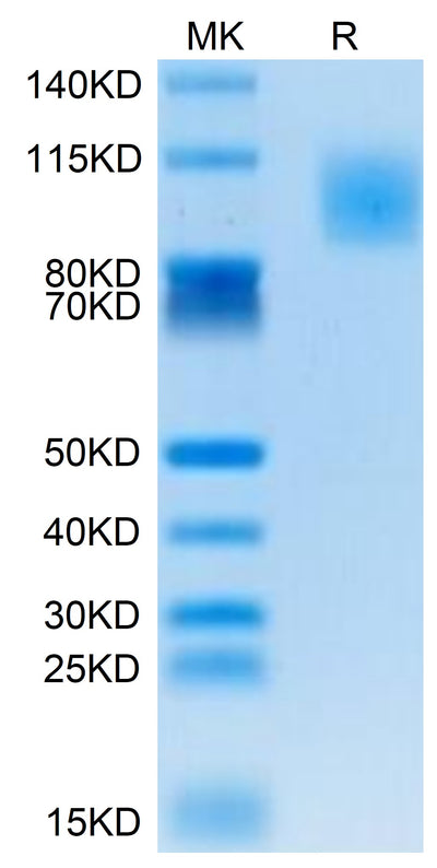 Human PODXL2 on Tris-Bis PAGE under reduced condition. The purity is greater than 95%.Recombinant Human PODXL2 Protein