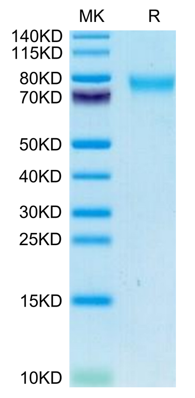 Canine GUCY2C/Guanylyl cyclase C on Tris-Bis PAGE under reduced condition. The purity is greater than 95%.Recombinant Canine GUCY2C/Guanylyl cyclase C Protein