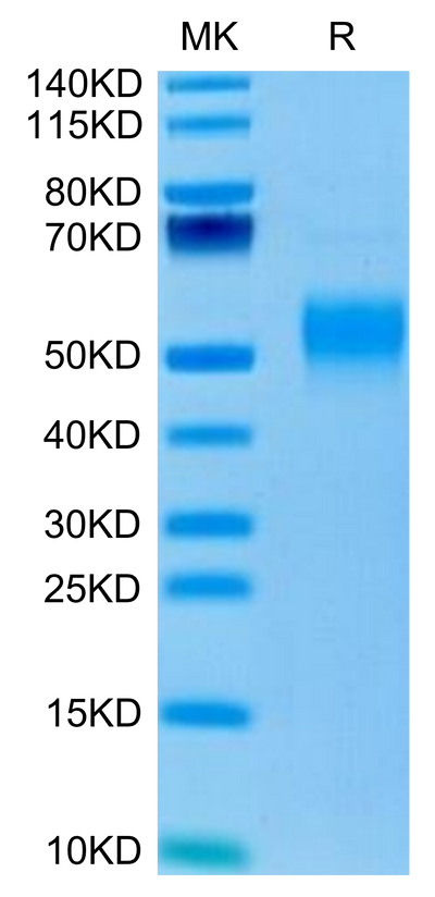 Mouse Fc gamma RI on Tris-Bis PAGE under reduced condition. The purity is greater than 95%.Recombinant Mouse Fc gamma RI/CD64 Protein, Active