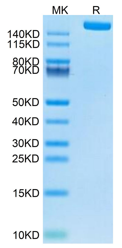 Human LY75 on Tris-Bis PAGE under reduced condition. The purity is greater than 95%.Recombinant Human LY75/CD205 Protein, Active
