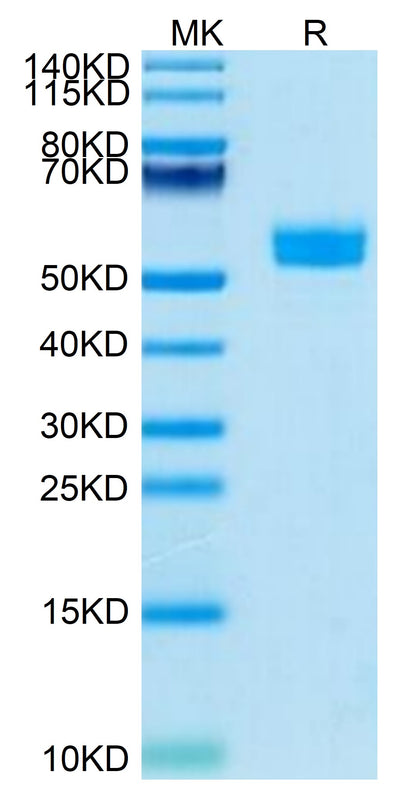 Human NKp30 on Tris-Bis PAGE under reduced condition. The purity is greater than 95%.Recombinant Human NKp30/NCR3/CD337 Protein, Active
