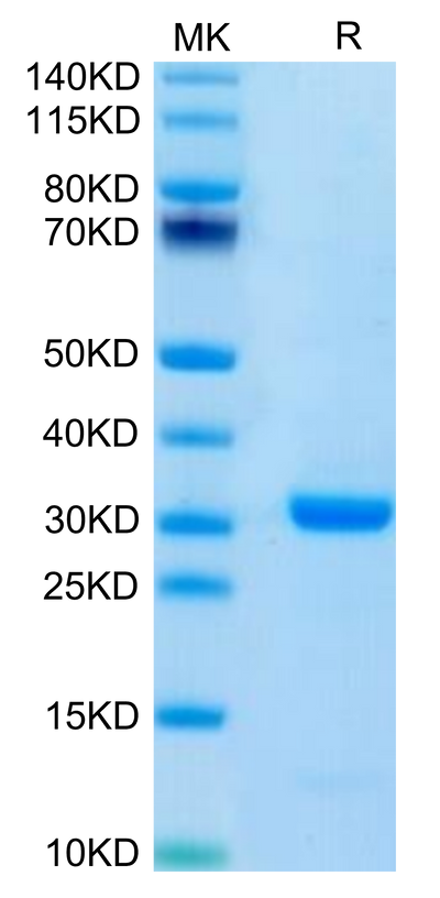Human FOLR4 on Tris-Bis PAGE under reduced condition. The purity is greater than 95%.Recombinant Human FOLR4/Juno Protein